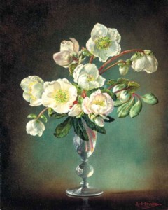 Christmas roses