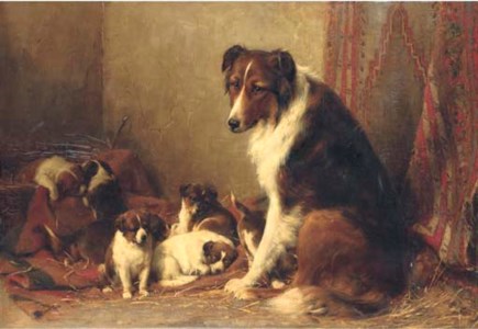 A collie with her puppies
