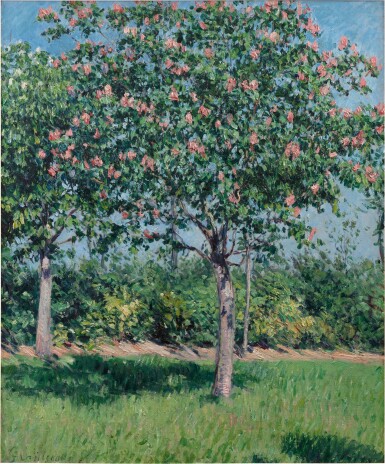 Marronnier rose, plaine d'Argenteuil