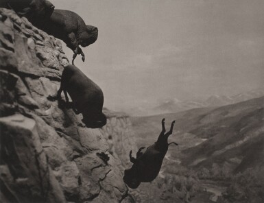 Untitled (Buffaloes)