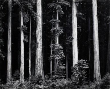 ‘North Redwood, California’ (Bull Creek Flat)