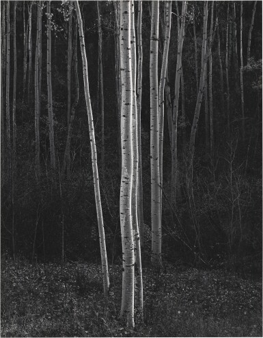 ‘Aspens, New Mexico’ (Vertical)