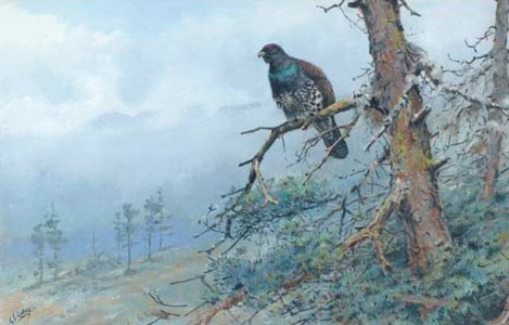 Capercaillie