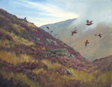 Red Grouse Skirting a Hill - Perthshire