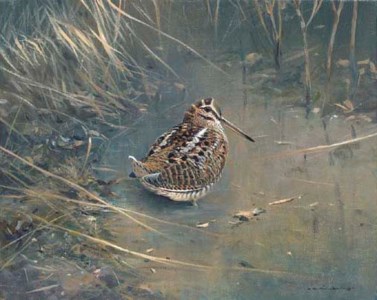Woodcock
