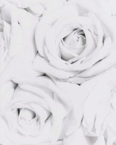 Rosa Meinivoz 'Summer's Kiss', 1996; and Rosa 'Black Beauty', 1998