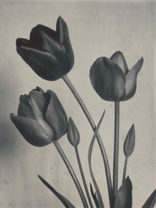 Tulips Darwin, circa 1900