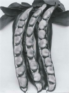 Bean, Longpod, circa 1900; and Onion, Ailsa Craig, circa 1900