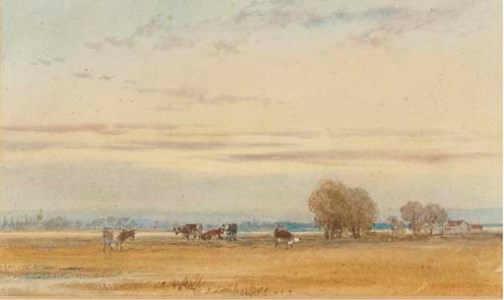 Cattle grazing in the water meadows at sunset