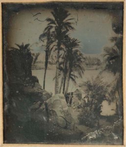 228 Assouan. P.[almiers] Dattiers.