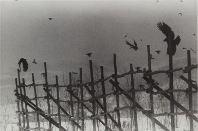 'Nayoro' (from 'The Solitude of Ravens')