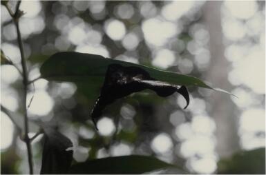 'Hoja Suspendida'