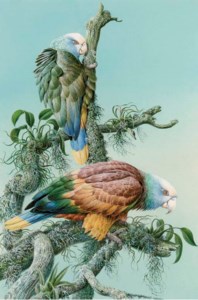 Vincent Amazon Macaws