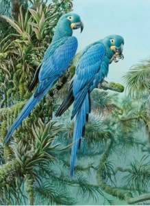 Lears Macaws