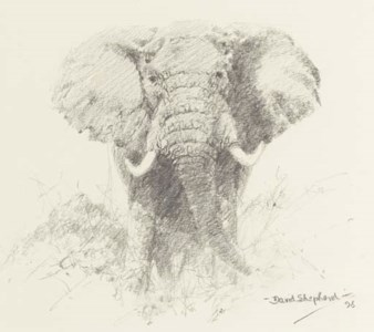 Elephant in the undergrowth