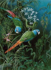 Blue Headed Macaws