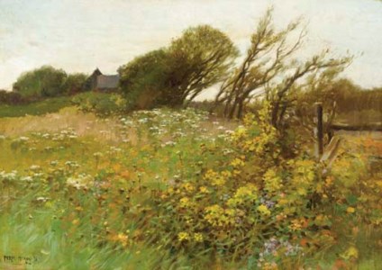 Wildflower Field in Bloom