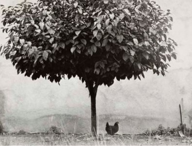Le Poulet et l'Arbre, 1980