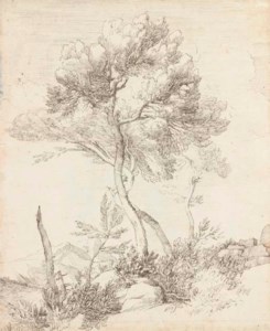 Two umbrella pines in a hilly landscape