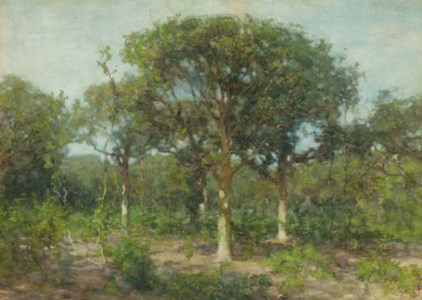 A wooded landscape