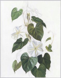 IPOMEA ALBA (MOONFLOWER)