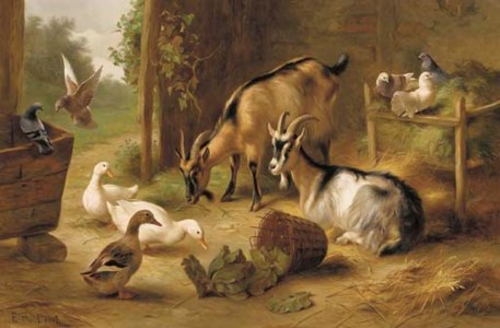 Goats, ducks and pigeons in a stable doorway