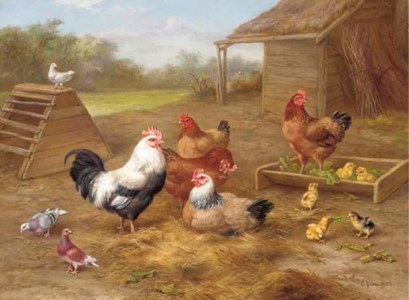 A cockerel, chickens and doves outside a barn, with chicks playing with a pea pod