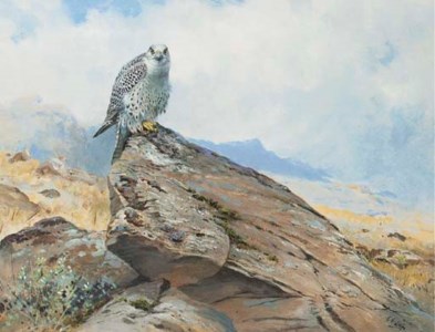 Gyr Falcon on a rocky outcrop