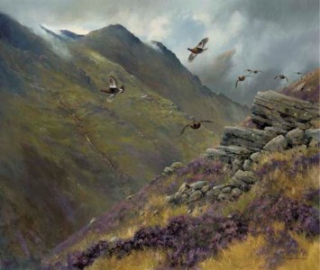 Red grouse- Knoydart