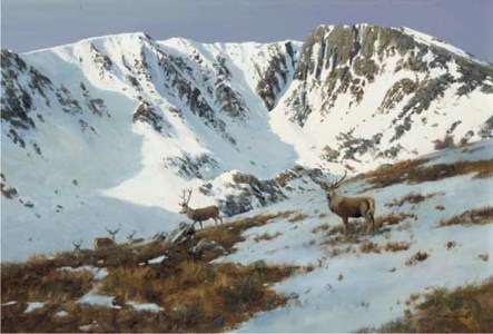 Stags below the cliffs of Lochnagar