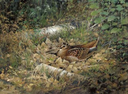 Woodcock, amongst silver birch