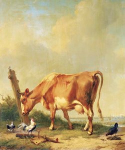 La vache rouge et blanche se frottant la tête contre un morceau de bois