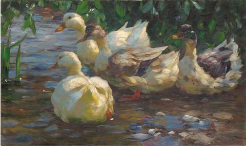 Weisse Enten am Fluss