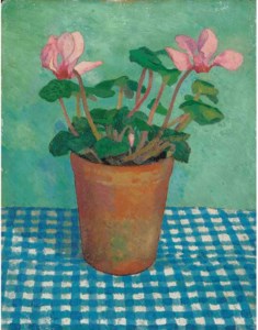 Cyclamen in a pot