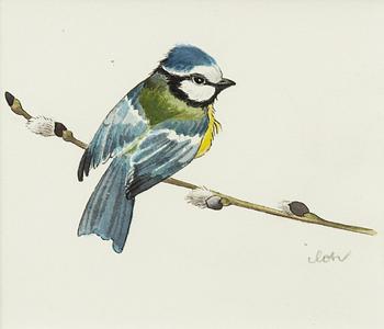 Blue tit on a willow branch.