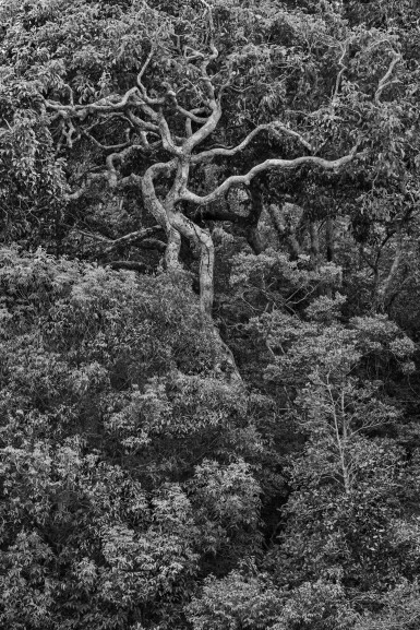 'Tree of Life'