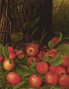 Apples Under a Tree