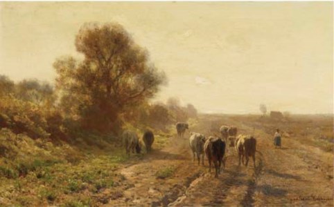 Guiding the cattle along a path on a sunny afternoon