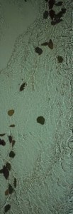 The River Taw (Leaf Fall), 3 December 1998