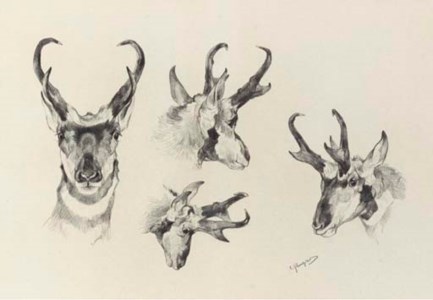Study of Four Antelope Heads