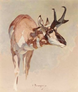 Missouri Prong-Horn Antelope