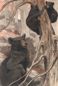 Black Bear and Cubs Climbing and Playing on a Tree