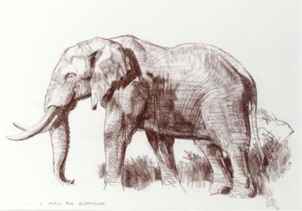 A very big Elephant