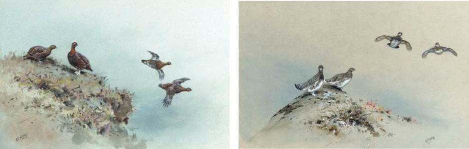 Red Grouse in flight; Ptarmigan in flight