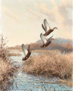 Rising Black Ducks