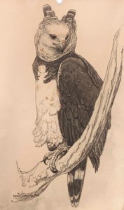 Great Horned Owl