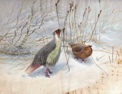 Two Common Blood Pheasants