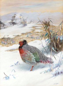 Blood Pheasant in the Snow