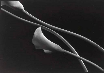Still-life, 603 (Calla Lilies)