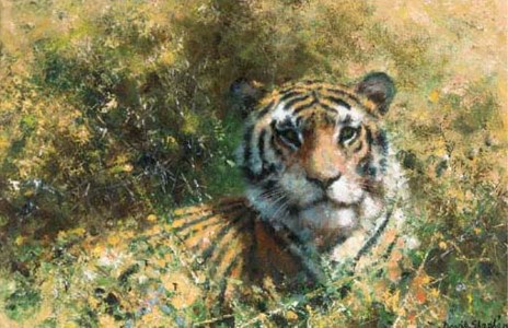 Tiger in the Undergrowth